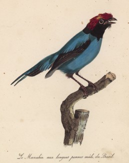 Бразильский манакин-самец (лист из альбома литографий "Галерея птиц... королевского сада", изданного в Париже в 1822 году)