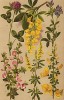 Метельник обыкновенный (Sarothamnus scoparius Wimm), ракитник золотой дождь (Cytisus Laburnum), стальник колючий (Ononis spinosa), люцерна посевная (Medicago sativa), донник лекарственный (Melilotus officinalis), клевер луговой (Trifolium pratense)