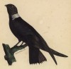 Ласточка (Hirundo albicollis (лат.)) (лист из альбома литографий "Галерея птиц... королевского сада", изданного в Париже в 1822 году)