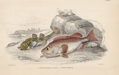 1. Лисичка морская 2. Золотистый каменный окунь (1. Aspidophorus Europeus 2. Sebastes Norvegicus (лат.)) (лист 5 XXXII тома "Библиотеки натуралиста" Вильяма Жардина, изданного в Эдинбурге в 1843 году)