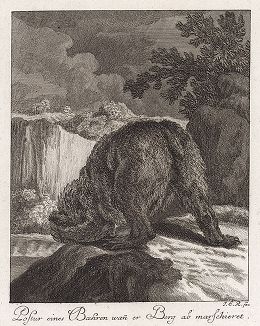Медведь сзади. Гравюра Иоганна Элиаса Ридингера из Entwurff Einiger Thiere ..., Аугсбург, 1738. 