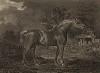 Конь по кличке Стремительный. Гравюра с живописного оригинала британского художника-анималиста Бенджамина Маршала, изданная в Лондоне в 1803 г.