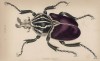Жук-голиаф (Goliathus magnus (лат.)) (лист 16 XXXV тома "Библиотеки натуралиста" Вильяма Жардина, изданного в Эдинбурге в 1843 году)
