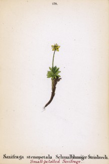 Камнеломка узколепестная (Saxifraga stenopetala (лат.)) (лист 178 известной работы Йозефа Карла Вебера "Растения Альп", изданной в Мюнхене в 1872 году)