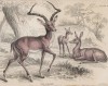 Вилорогая антилопа (Antilope melanpus (лат.)) (лист 29 тома XI "Библиотеки натуралиста" Вильяма Жардина, изданного в Эдинбурге в 1843 году)