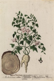 Белая ялапа (Convolvulus mechoacana (лат.)) (лист 571 "Гербария" Элизабет Блеквелл, изданного в Нюрнберге в 1760 году)