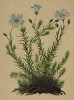 Лён австрийский (Linum alpinum (лат.)) (из Atlas der Alpenflora. Дрезден. 1897 год. Том III. Лист 261)