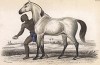 Белая африканская скаковая лошадь из региона Борну. Bornou white race of Africa (англ.). Вильям Жардин, "Библиотека натуралиста". Эдинбург, 1840