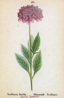 Скабиоза блестящая (Scabiosa lucida (лат.)) (лист 194 известной работы Йозефа Карла Вебера "Растения Альп", изданной в Мюнхене в 1872 году)