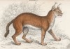 Каракал, или степная рысь (Felis Caracal (лат.)) (лист 30 тома III "Библиотеки натуралиста" Вильяма Жардина, изданного в Эдинбурге в 1834 году)