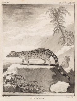 Генетта (лист XLV иллюстраций к третьему тому знаменитой "Естественной истории" графа де Бюффона, изданному в Париже в 1750 году)