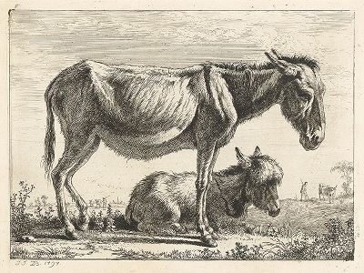 Ослица. Офорт Жан-Жака де Буассье, 1797 год. 