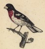 Розовогрудый дубонос (лист из альбома литографий "Галерея птиц... королевского сада", изданного в Париже в 1822 году)