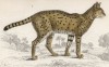 Сервал (Felis Serval (лат.)) (лист 24 тома III "Библиотеки натуралиста" Вильяма Жардина, изданного в Эдинбурге в 1834 году)