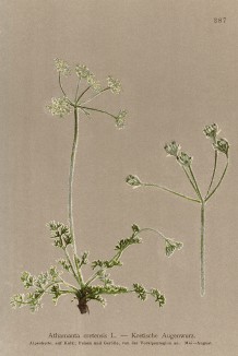 Атаманта критская (Athamantha cretensis (лат.)) (из Atlas der Alpenflora. Дрезден. 1897 год. Том III. Лист 287)