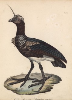 Рогатая паламедея (лист из альбома литографий "Галерея птиц... королевского сада", изданного в Париже в 1825 году)
