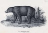 Бируанг, или малайский медведь (лист 12 первого тома работы профессора Шинца Naturgeschichte und Abbildungen der Menschen und Säugethiere..., вышедшей в Цюрихе в 1840 году)