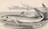 Длинношипая (малая) колючая акула из семейства катрановые акулы (Spinax Blainvillii (лат.)) (лист 18 тома XXVIII "Библиотеки натуралиста" Вильяма Жардина, изданного в Эдинбурге в 1843 году)