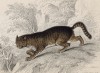 Домашняя кошка (Felis Catus (лат.)) (лист 17 тома VII "Библиотеки натуралиста" Вильяма Жардина, изданного в Эдинбурге в 1838 году)