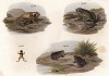 Всяческие жабы и лягушки, обитающие в Южной Америке (из Naturgeschichte der Amphibien in ihren Sämmtlichen hauptformen. Вена. 1864 год)