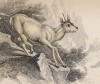 Сасса, или бурская антилопа-серна (Oreotragus saltatrix (лат.)) (лист 30 тома XI "Библиотеки натуралиста" Вильяма Жардина, изданного в Эдинбурге в 1843 году)