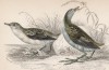Погоныш-крошка (Crex pusilla (лат.)) (лист 31 тома XXVI "Библиотеки натуралиста" Вильяма Жардина, изданного в Эдинбурге в 1842 году)