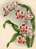 Орхидея ODONTOGLOSSUM CRISPUM GRISELIDIS (лат.) (лист DCCXCIII Lindenia Iconographie des Orchidées - обширнейшей в истории иконографии орхидей. Брюссель, 1903)