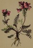 Мытник носатый (Pedicularis rostrata (лат.)) (из Atlas der Alpenflora. Дрезден. 1897 год. Том IV. Лист 389)