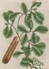 Дримис Винтера (Drimys winteri (лат.)) -- растение семейства винтеровые. В прошлом применялось как тонизирующее и противоцинготное средство (лист 206 "Гербария" Элизабет Блеквелл, изданного в Нюрнберге в 1757 году)