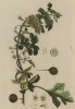 Растение из семейства Cucurbitaceae (лат.) -- родственник огурца и дыни (лист 589 "Гербария" Элизабет Блеквелл, изданного в Нюрнберге в 1760 году)