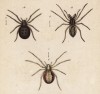 Пауки семейства Theridion (лат.) (лист из Monographie der spinne... Нюрнберг. 1829 год (экземпляр № 26 из 100))