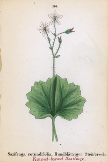 Камнеломка круглолистная (Saxifraga rotundifolia (лат.)) (лист 186 известной работы Йозефа Карла Вебера "Растения Альп", изданной в Мюнхене в 1872 году)