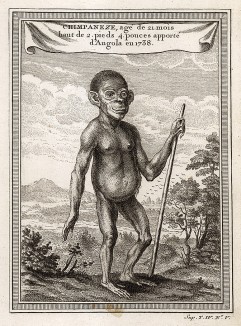 Шимпанзе. Гравюра из Histoire generale des voyages... аббата Прево. Париж, 1745