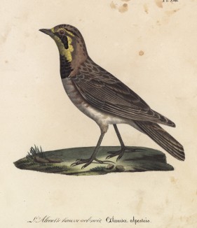 Виргинский жаворонок (лист из альбома литографий "Галерея птиц... королевского сада", изданного в Париже в 1825 году)
