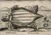 Морская черепаха (лист из альбома Nova raccolta de li animali piu curiosi del mondo disegnati et intagliati da Antonio Tempesta... Рим. 1651 год)