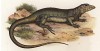 Бразильский варан Scelocnemis lateristriga (лат.) (из Naturgeschichte der Amphibien in ihren Sämmtlichen hauptformen. Вена. 1864 год)