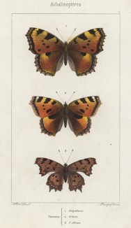 Бабочки рода Vanessa: 1.Многоцветница (Polychloros), 2. Крапивница (Urticae) и 3.Углокрыльница (C.Album (лат.)) (лист 2)