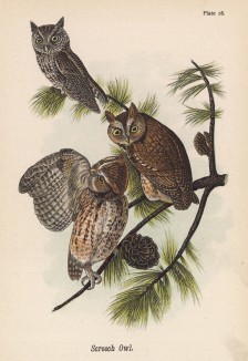 Малые ушастые совы (Megascops asio) (лист 18 известной работы Бенджамина Уоррена "Птицы Пенсильвании", иллюстрированной по мотивам оригиналов Джона Одюбона. США. 1890 год)