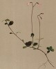 Линнея северная (Linnaea borealis (лат.)) из рода кустарничков, названного в честь шведского ботаника Карла Линнея (из Atlas der Alpenflora. Дрезден. 1897 год. Том V. Лист 408)