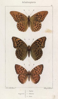 Бабочки рода Argynnis (перламутровки). 1. Пафия (Paphia) 2. Valezina 3. Ниоба (Niobe) (лат.) (лист 18)