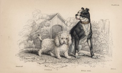 Пудель и бульдог в начале XIX века (Canis Anglicus (лат.)) (лист 20 тома V "Библиотеки натуралиста" Вильяма Жардина, изданного в Эдинбурге в 1840 году)