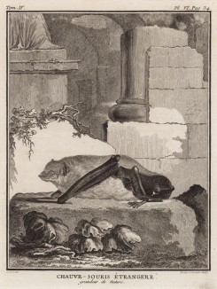 Иностранная (не французская) летучая мышь в натуральную величину (лист VI иллюстраций к четвёртому тому знаменитой "Естественной истории" графа де Бюффона, изданному в Париже в 1753 году)