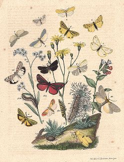 Бабочки семейства медведиц. "Книга бабочек" Фридриха Берге, Штутгарт, 1870. 