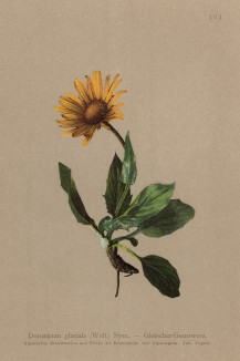 Дороникум ледниковый (Doronicum glaciale (лат.)) (из Atlas der Alpenflora. Дрезден. 1897 год. Том V. Лист 464)