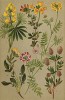 Люпин жёлтый (Lupinus luteus), клевер кошачий, или пашенный (Trifolium arvense), лядвенец рогатый (Lotus corniculatus), язвенник обыкновенный (Anthyllis Vulneraria), вязель разноцветный (Coronilla varia), подковник волосистый (Hippocrepis comosa)