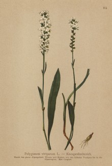 Горец живородящий (Polygonum viviparum L. (лат.)). Научное название произошло от греческого "многоугольник" (из Atlas der Alpenflora. Дрезден. 1897 год. Том I. Лист 85)