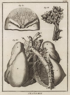 Анатомия. Часть грудной артерии по Галлеру. (Ивердонская энциклопедия. Том I. Швейцария, 1775 год)