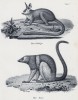 Галаго - млекопитающее из подотряда полуобезьян (вверху) и вари (лист 7 первого тома работы профессора Шинца Naturgeschichte und Abbildungen der Menschen und Säugethiere..., вышедшей в Цюрихе в 1840 году)