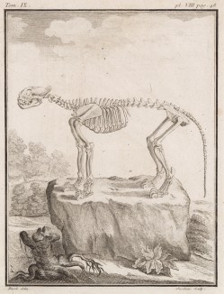 Скелет (лист VIII иллюстраций к девятому тому знаменитой "Естественной истории" графа де Бюффона, изданному в Париже в 1761 году)