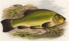 Линь (иллюстрация к "Пресноводным рыбам Британии" -- одной из красивейших работ 70-х гг. XIX века, выполненных в технике хромолитографии)
